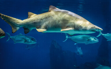 Naklejka premium Sand tiger shark swimming in large sea water aquarium