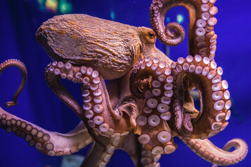 Common octopus in large sea water aquarium