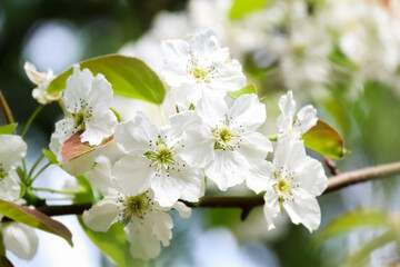 Close up look on a Prunus spinosa also known as blackthorn or sloe.