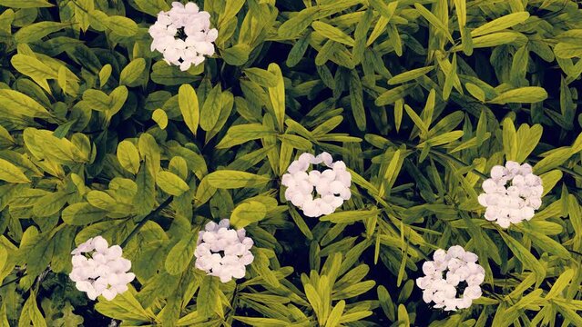 iberis flowers in the wind. top view of white flowers at sunset. a 3d iberis flower background