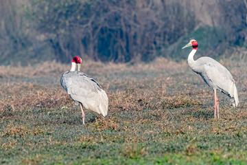 A Pair of Sarus Crane in a grass land