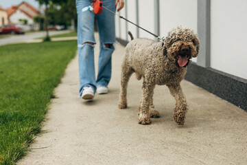 Owner is taking the tog for a walk.