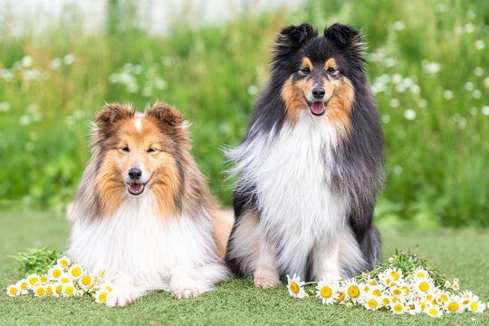 Two beautiful sable white shetland sheepdog, small collie lassie dog outside portrait with cornflower camomille midsummer circlet of flowers. Happy midsummer celebration postcard with smiling sheltie 