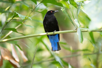 Tropischer Vogel  - Elfenblauvogel