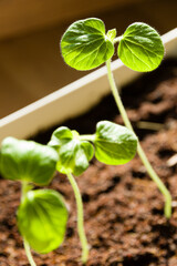 Young okra plants growing in natural coconut husk substrate