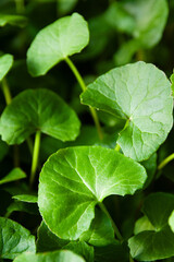 Closeup of healthy green gotu kola leaves grown indoors using hydroponics