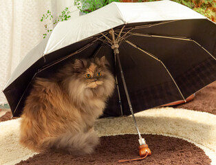 The cat hid under an umbrella. Persian female cat sitting under an umbrella in a home interior.