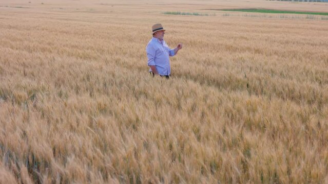 Happy seniour farmer in the hat checking wheat quality in the golden field at the his farm.