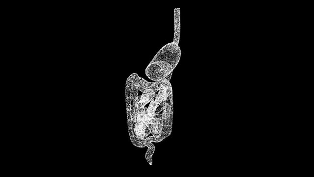 3D stomach and intestines rotates on black bg. The human digestive system. Scientific medical concept. For title, text, presentation. Object dissolved flickering particles. 3d animation 60 FPS