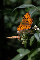 butterfly on flower