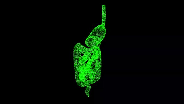 3D stomach and intestines rotates on black bg. The human digestive system. Scientific medical concept. For title, text, presentation. Object dissolved flickering particles. 3d animation 60 FPS