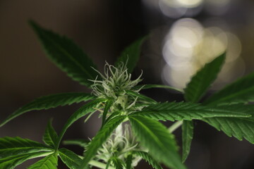 Fototapeta na wymiar close up of a cannabis leaf