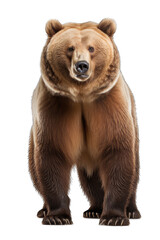 Illustration of a bear, PNG transparent background, isolated on white, by Generative AI