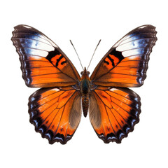 Fototapeta premium Illustration of a butterfly, PNG transparent background, isolated on white, by Generative AI