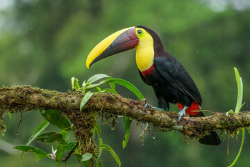 Yellow-throated Toucan
