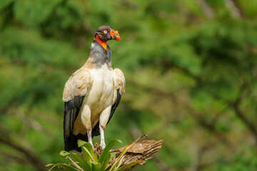 King Vulture 