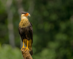 Southern Crested Caracara