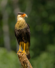 Southern Crested Caracara