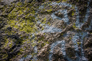 lichen on stone texture 