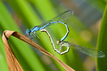 Coenagrion puella aka azure damselfly mating on the dry leaf above the pond. Czech republic nature. Male and female.