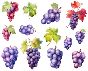 Collection of red grapes watercolor set isolated on white background. PNG transparent background. AI Generative.