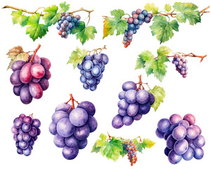 Collection of red grapes on branch watercolor set isolated on white background. PNG transparent background. AI Generative.
