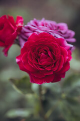 An incredibly beautiful macro image of a rose