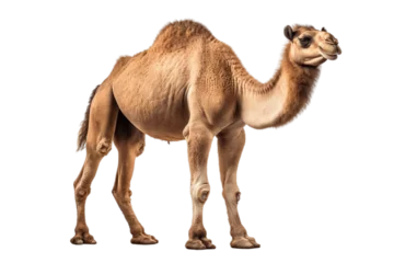 Foto op Canvas Transparent Background Isolated Camel, Generative AI © Usmanify