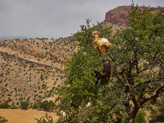 goats standing and climbing in a argan oil tree.