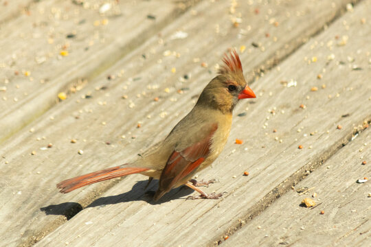 This pretty female cardinal came out to my deck the other day for some birdseed. Her little mohawk is standing straight up. Her little orange beak stands out. She is not as bright as the male.
