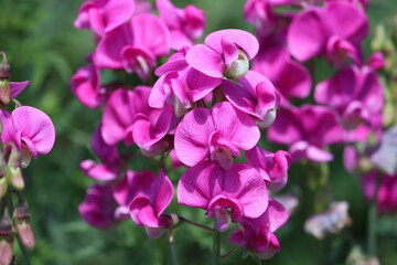Obraz na płótnie Canvas Sweden. The sweet pea, Lathyrus odoratus, is a flowering plant in the genus Lathyrus in the family Fabaceae (legumes), native to Sicily, southern Italy and the Aegean Islands. 