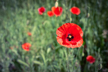 Red poppy flower. In the field