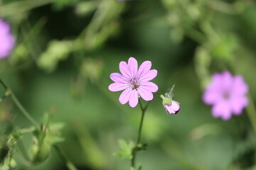 Sweden. Geranium pyrenaicum, otherwise known as hedgerow cranesbill or mountain cranesbill is a perennial species of plant in the family Geraniaceae. 