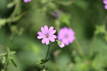 Sweden. Geranium pyrenaicum, otherwise known as hedgerow cranesbill or mountain cranesbill is a perennial species of plant in the family Geraniaceae. 