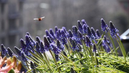 Flowers with insect