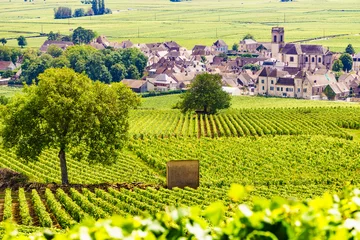 Washable wall murals Yellow Vineyards and Pommard village, Burgundy in France.
