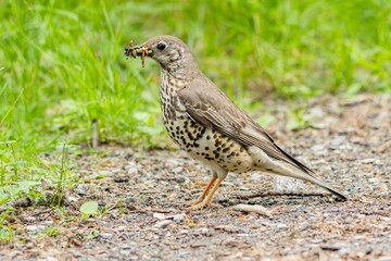 The song thrush, the black spotted bird, standing on a sandy path in a park with insect food in its...