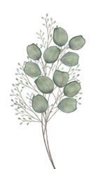 Eucalyptus Watercolor botanical leaves