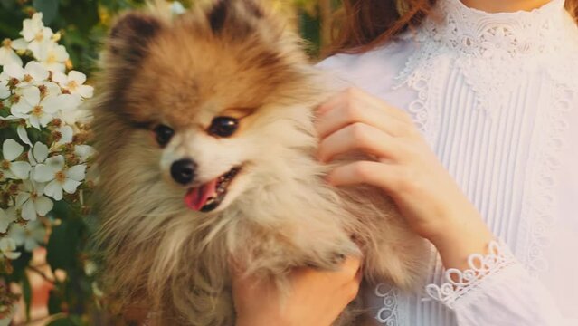 Happy young woman holding Pomeranian dog red fur in hands. Joyful girl smiling face cropped strokes adoration fun animal small fluffy pet with love care. Summer nature green tree city park walk 4k