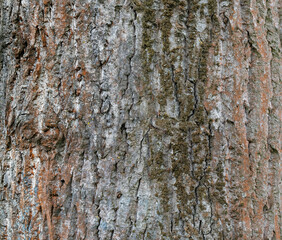 Bark Trees Texture Natural Gray