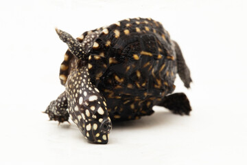 The black pond turtle (Geoclemys hamiltonii), the spotted pond turtle or the Indian spotted turtle isolated on white background