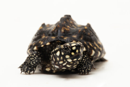 The black pond turtle (Geoclemys hamiltonii), the spotted pond turtle or the Indian spotted turtle isolated on white background