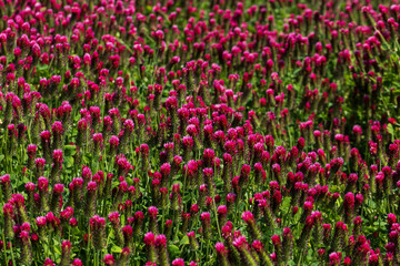 Agricultural crop red Clover incarnate - Trifolium incarnatum in the field.