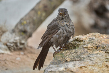 female common blackbird after the bath