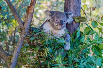 Koala Lounging in a Tree
