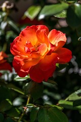 Red and Yellow Rose Blooming in the Garden