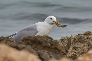 yellow-legged gull with his catch between the rocks