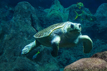 Sea Turtle Swimming Underwater