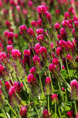 Obraz premium Agricultural crop red Clover incarnate - Trifolium incarnatum in the field.