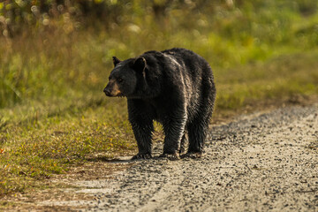 A Black Bear Walking in a Meadow